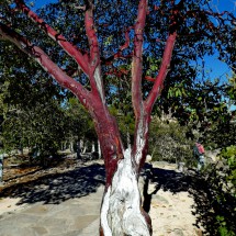 Tree with red-brown bark